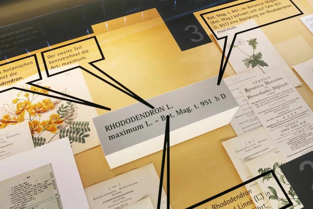 Ausschnitt einer Vitrine der Dauerausstellung für die Stiftung Schloss Dyck, Jüchen zum Thema Klassifizierung der botanischen Pflanzen